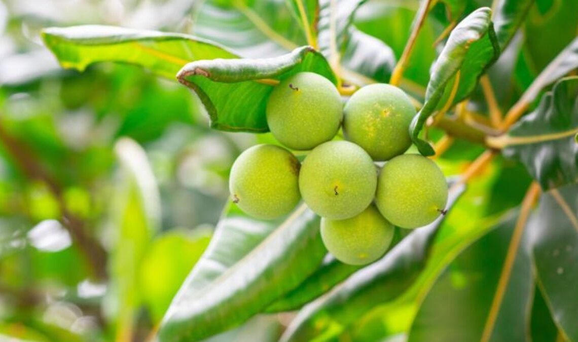 green tamanu fruit hanging from tree