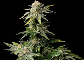 Top 3 Strains To Grow And Enjoy In 2023